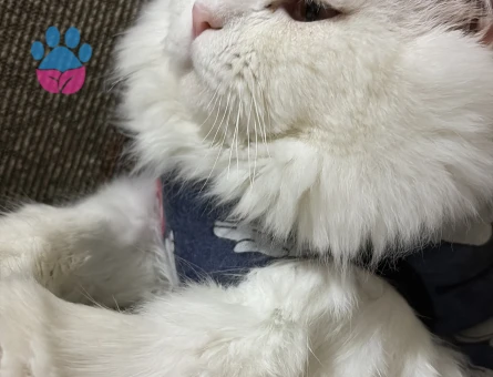 Acil çiftleşmesi lazım :)