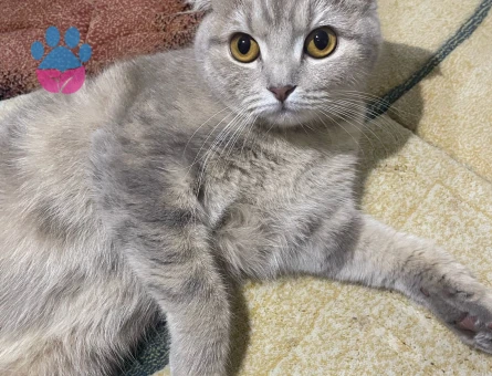 Scottish fold kızımıza eş arıyoruz