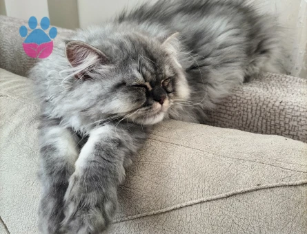 İran Kedisi Erkek Kızgılıkta