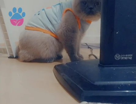 British Shorthair Leo 1 Yaşında Eş Arıyor