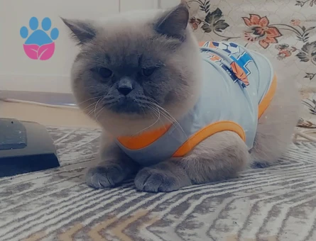 British Shorthair Leo 1 Yaşında Eş Arıyor