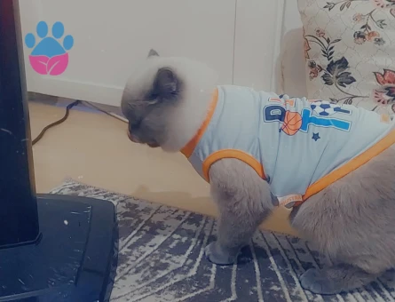 British Shorthair Leo 1 Yaşında Eş Arıyor