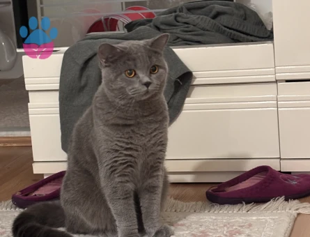 British Shorthair Balım Oğlum Eş Arıyor