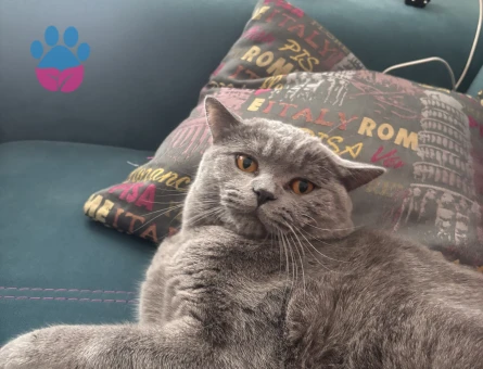 British Shorthair Balım Oğlum Eş Arıyor