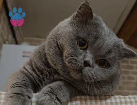 British Shorthair Kedim Eş Aryor