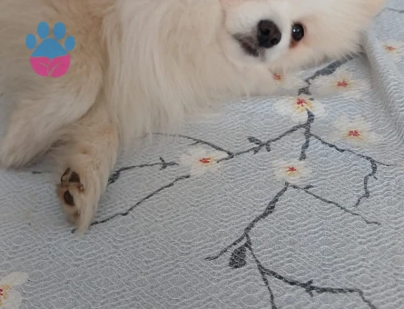 Poomeranian Boo Oğlumuza eş ariyoruz.