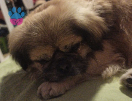 9 yaşında Pekinez Oğlumuza Eş arıyoruz