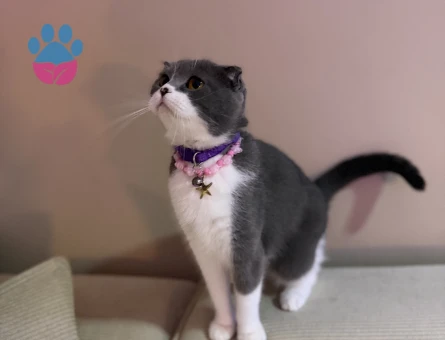 scottish fold bicolor Kızıma eş arıyorum