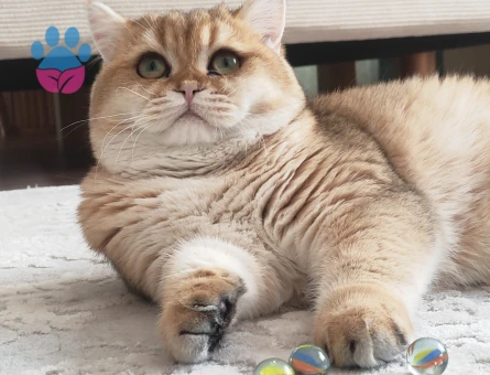 British Shorthair Golden Kedime Eş Arıyorum