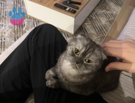 Dişi Schottis kedim için eş arıyorum