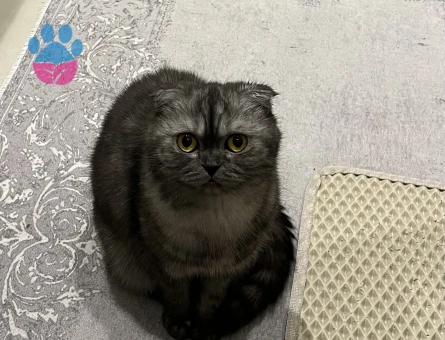 Dişi Schottis kedim için eş arıyorum