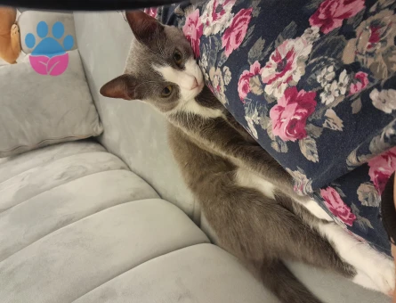 British Shorthair Maşa Eş Arıyor