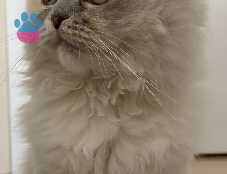Scottish fold long hair kırık kulak dişi kedimize eş arıyoruz
