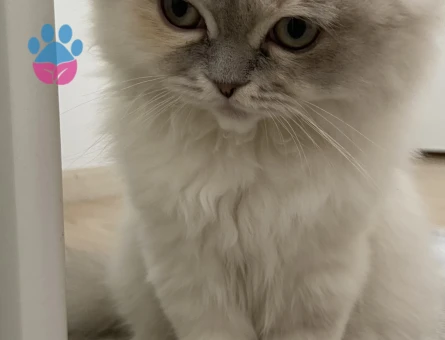 Scottish fold long hair kırık kulak dişi kedimize eş arıyoruz