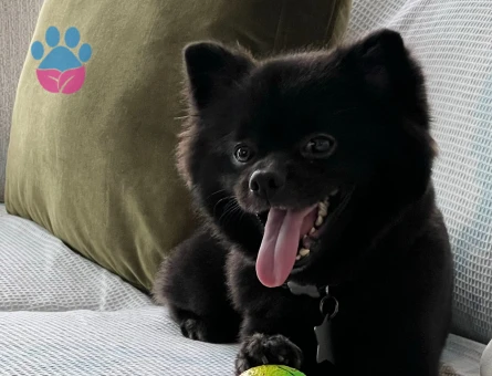 Pomeranian Boo Milan Eş Arıyor