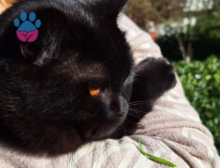 British Shorthair 15 Aylık Eş Arıyor