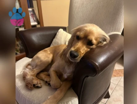 American Cocker Köpeğime Eş Arıyor