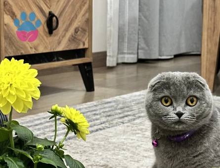 Çiftleşecek bir kedi arıyorum.