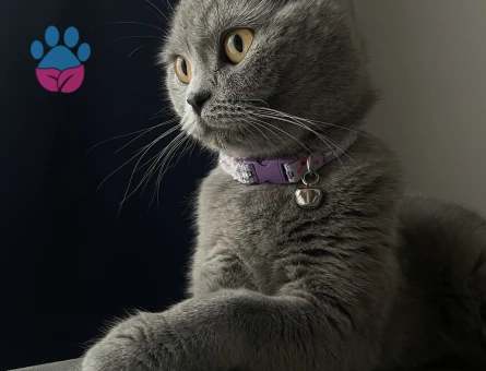 Çiftleşecek bir kedi arıyorum.