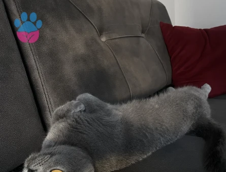 Çiftleşecek bir kedi arıyorum.