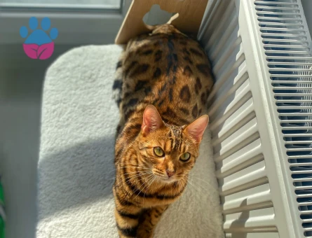 Has bengal dişi kedi