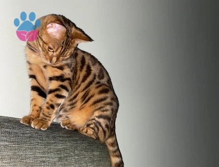 Has bengal dişi kedi