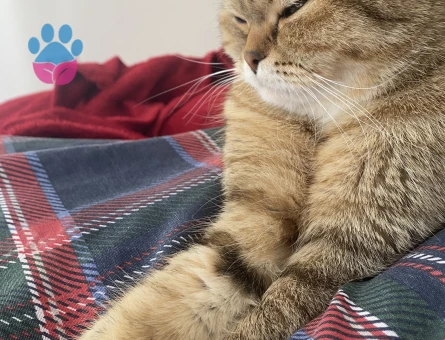 Altın Güzellik Nala, Eşini Arıyor!