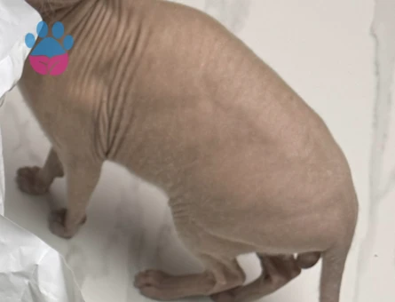 Sfenks 2 Yaşına Erkek Adana Eş Aranıyor