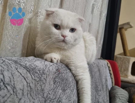 Oğlumuza eş arıyoruz