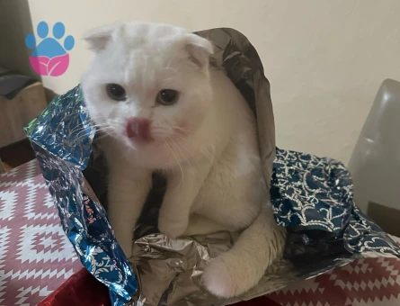 Oğlumuza eş arıyoruz