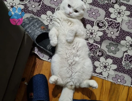 Oğlumuza eş arıyoruz