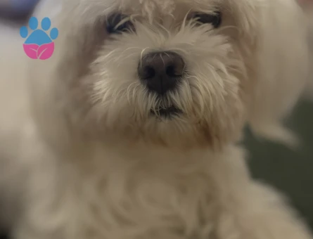 Oğlumuza sakin kapris yapmayan eş arıyoruz