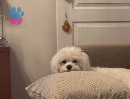 Oğlumuza sakin kapris yapmayan eş arıyoruz