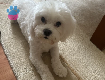 Oğlumuza sakin kapris yapmayan eş arıyoruz