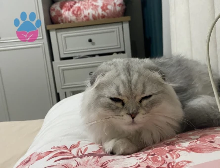 Scottish fold cinsi erkek kedimize eş arıyoruz lütfen renk uyumu olsun