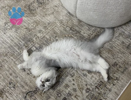 Scottish fold cinsi erkek kedimize eş arıyoruz lütfen renk uyumu olsun