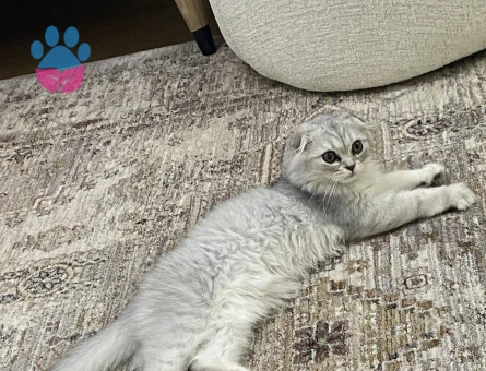 Scottish fold cinsi erkek kedimize eş arıyoruz lütfen renk uyumu olsun