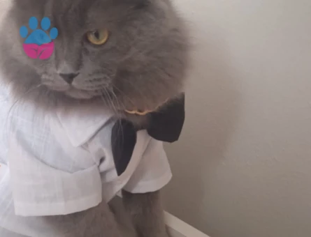 British longhair 1 Yaşında Eş Arıyor