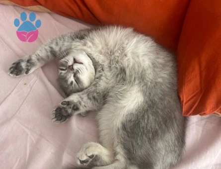 British Shorthair Dişi kedime eş arıyorum