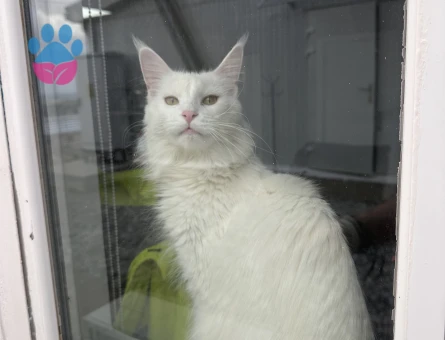 Maine Coon Kedime Eş arıyorum