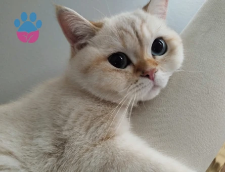 British Prensesim Cekuya tecrübeli British eş arıyorum