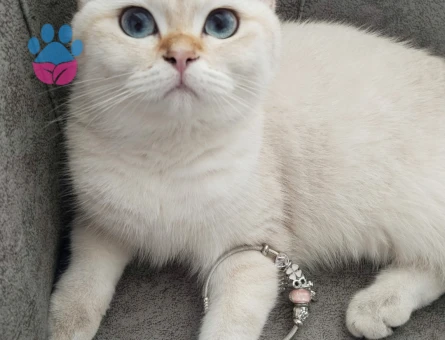 British Prensesim Cekuya tecrübeli British eş arıyorum