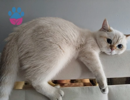 British Prensesim Cekuya tecrübeli British eş arıyorum