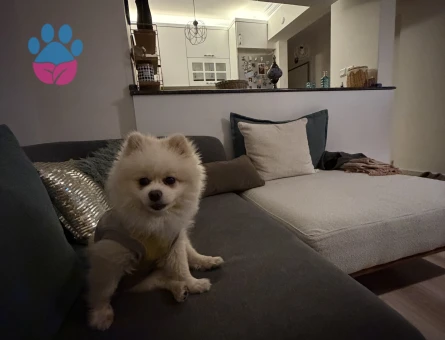 3 yaşındaki oğluma kız arıyoruz