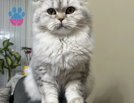 Asil kizimiza Erkek es arıyoruz