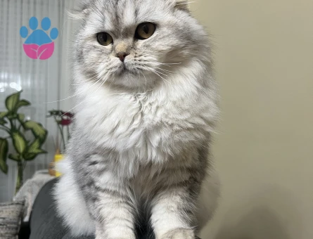 Asil kizimiza Erkek es arıyoruz