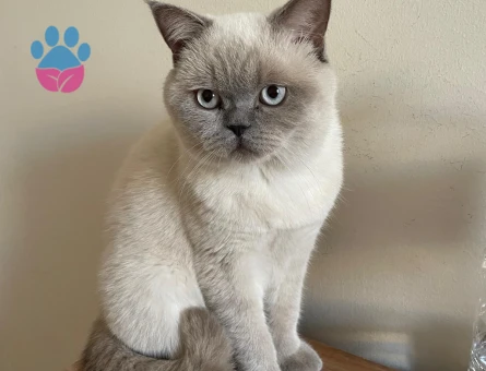 British Shorthair 1 Yaşında Eş Arıyor