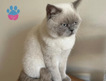 British Shorthair 1 Yaşında Eş Arıyor