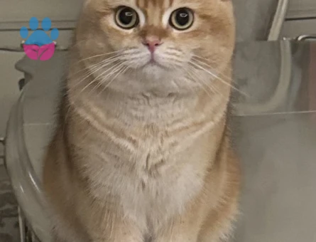 Kızgınlıkta British Shorthair Dişi Aranıyor