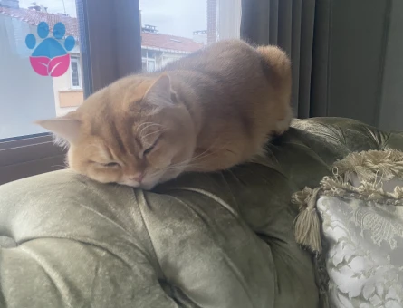 Kızgınlıkta British Shorthair Dişi Aranıyor